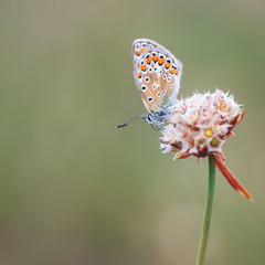 Blue Gossamer winged Butterfly in the evening sun