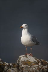 Herring gull, Larus argentatus