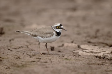Little-ringed plover, Charadrius dubius