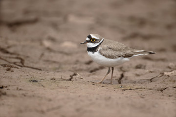 Little-ringed plover, Charadrius dubius