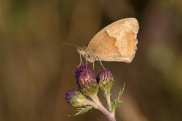 Meadow brown butterfly, Maniola jurtina