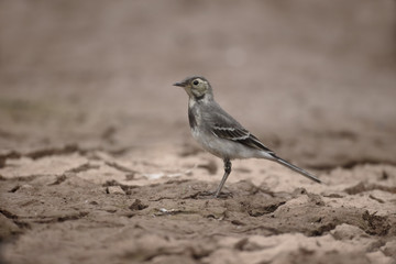 Pied wagtail, Motacilla alba
