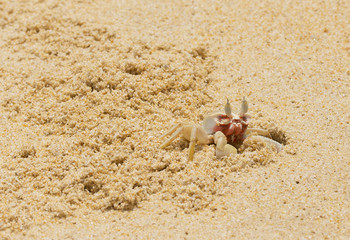Crab on a sandy beach