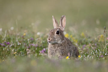 Rabbit, Oryctolagus cuniculus