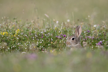 Rabbit, Oryctolagus cuniculus