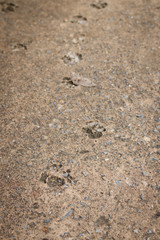 This is footprint from the dog on cement floor
