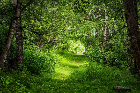 Fototapeta  beautiful magic forest
