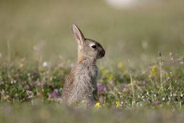 Rabbit, Oryctolagus cuniculus
