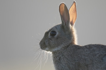 Rabbit, Oryctolagus cuniculus