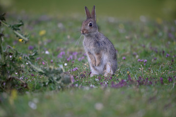 Rabbit, Oryctolagus cuniculus