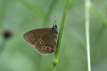 Ringlet Butterfly, Aphantopus hyperantus