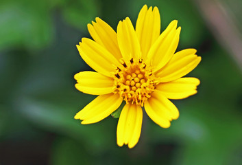 yellow flower
