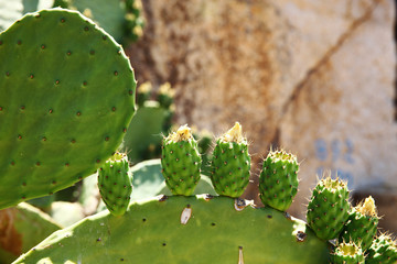 cactus fruit