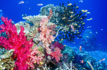 Fototapeta na wymiar dendronephthya soft corals