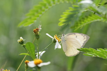 butter fly
