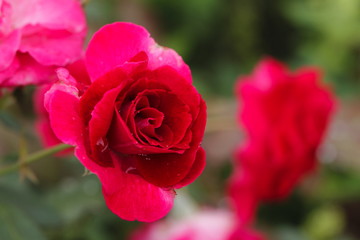 rose