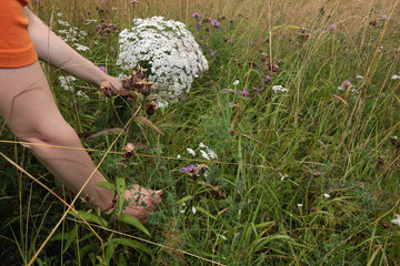 bouquet of white wildflowers