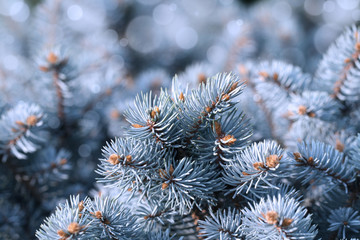 Branches of Royal Blue Spruce. Closeup Frozen Blue Spruce.
