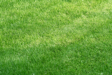 Soccer green grass background. Botany scene. Fresh lawn grass texture. Perfect green grass carpet.