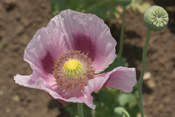 Opium Poppy (Papaver somniferum) Flower close-up