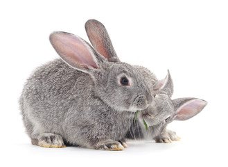 Obraz premium Baby rabbits.