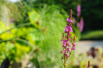 Loosestrife