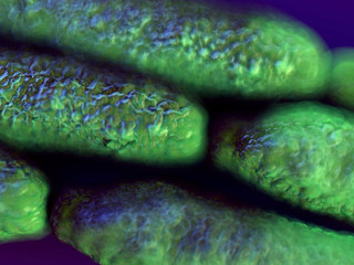 Anthrax bacteria - obrazy, fototapety, plakaty