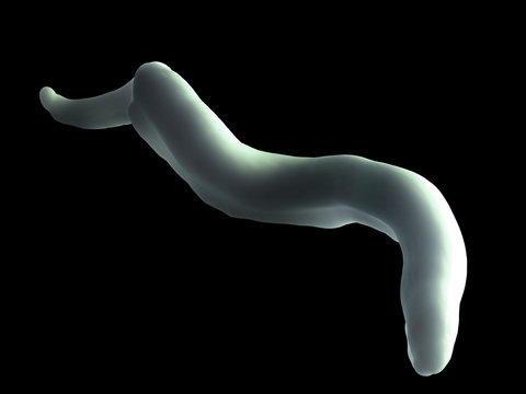 Trypanosoma brucei parasite or Sleeping Sickness Parasites