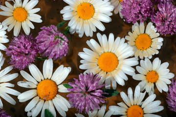 Spa chamomile herbs wooden background