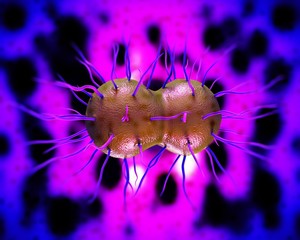 Neisseria gonorrhoeae Bacteria, artwork