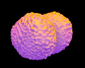 Neisseria meningitidis bacteria