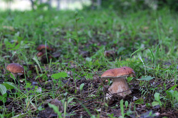 collect porcini mushrooms in nature
