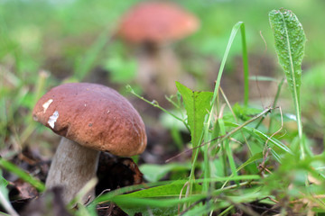 collect porcini mushrooms in nature