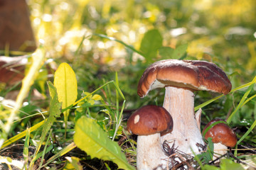 collect porcini mushrooms in nature