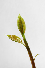 Leaf of Avocado with water drops on white background. Close up of growing avocado. Macro focus of green avocado leaf.