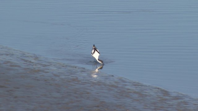 Weltnaturerbe Wattenmeer:S&auml;belschn&auml;bler