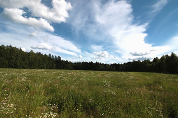 landscape field forest grass