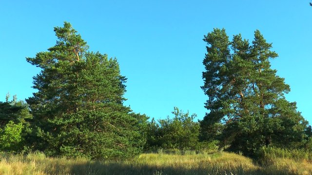 Two pines on a background of blue sky early morning