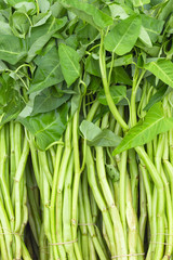 Obraz premium Thai market, water spinach