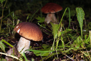collect porcini mushrooms in nature