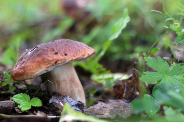 collect porcini mushrooms in nature