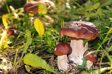 collect porcini mushrooms in nature