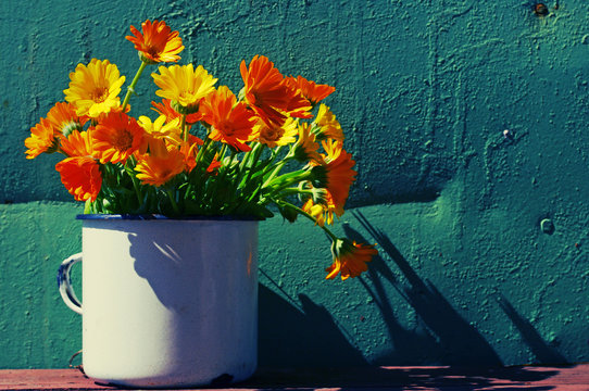 Fototapeta Yellow summer flowers in an iron white mug against the turquoise painted wall. Bouquet from a marigold. Calendula flowers. Festive bouquet in vintage style