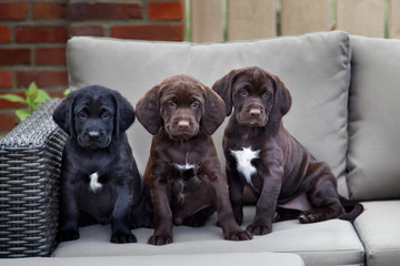 three young labrador retriever puppies sitting on sofa outdoor