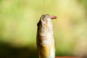  fish on a hook