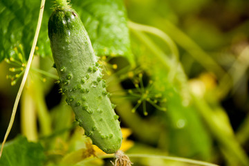 Growing cucumber in the garden