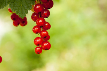 Redcurrants