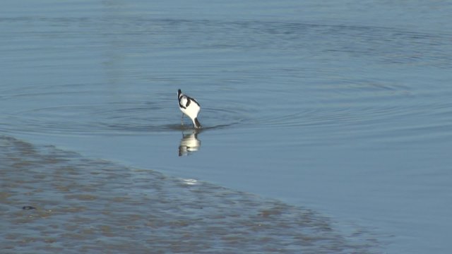 Weltnaturerbe Wattenmeer:S&auml;belschn&auml;bler