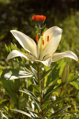 Obraz premium yellow lily bud