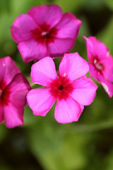 Fototapeta na wymiar bud pink flower close-up